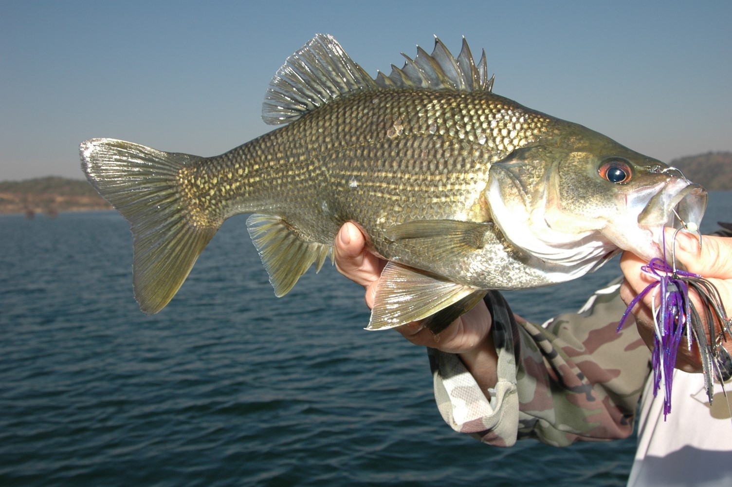 Bass at Glenbawn